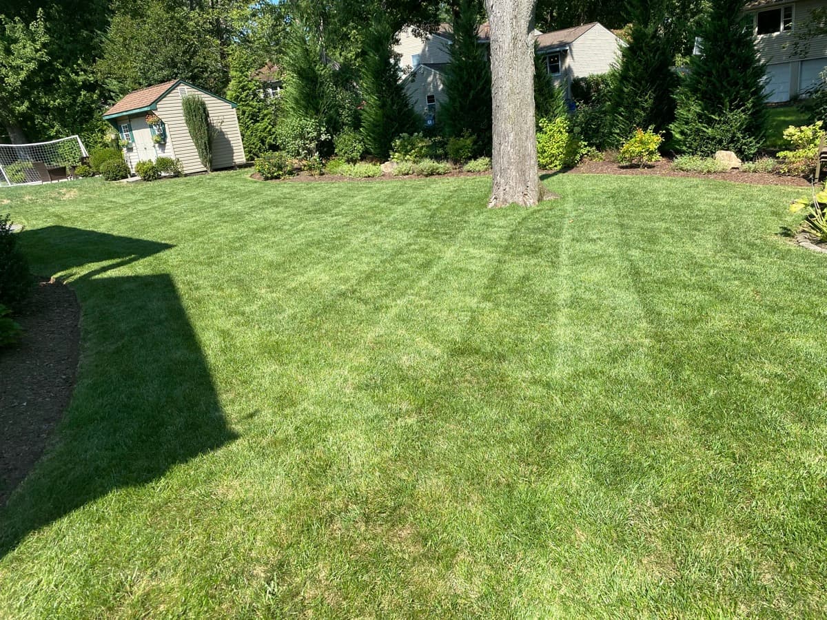 Lawn care service — lush green grass after maintenance