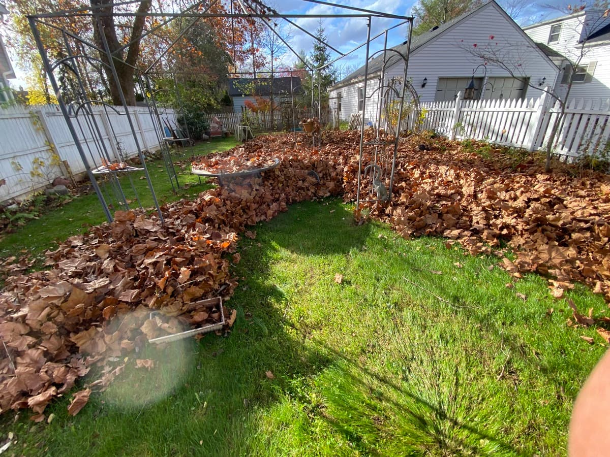 Autumn leaf removal service